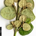SpeciesSub: var. nummulariifolia